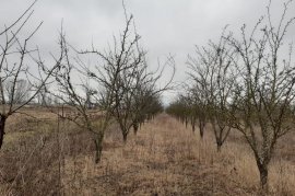 	SHITET TOKË ARË NË HYRJE TË KORÇËS, Agrare