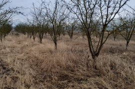 	SHITET TOKË ARË NË HYRJE TË KORÇËS, Agrare